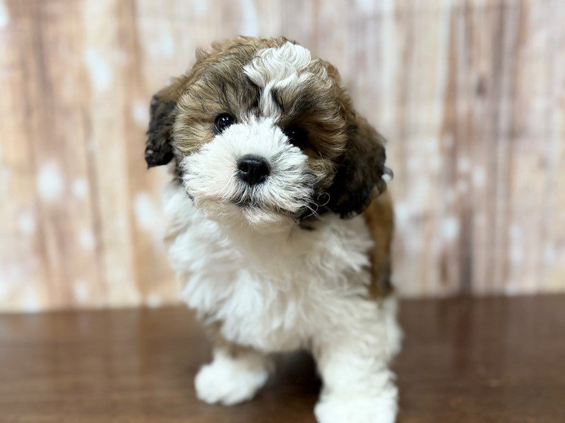 [#4320] Orion - Brown and white Male Teddy Bear (Shihchon) Puppies for Sale