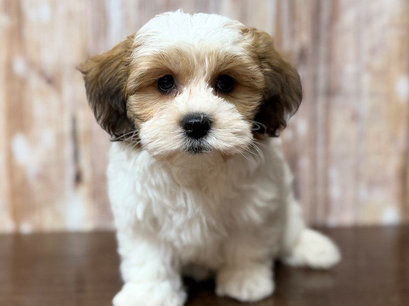 [#4317] Sadie - Brown and white Female Teddy Bear (Shihchon) Puppies for Sale