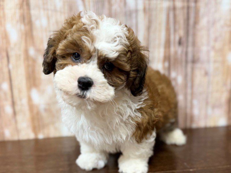 [#4318] Archie - Brown and white Male Teddy Bear (Shihchon) Puppies for Sale