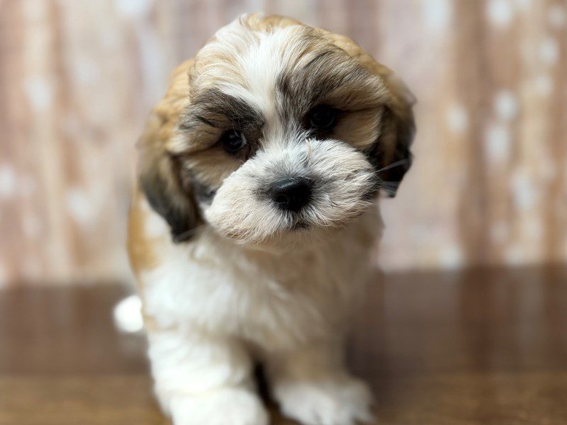 [#4319] Apollo - Brown and white Male Teddy Bear (Shihchon) Puppies for Sale