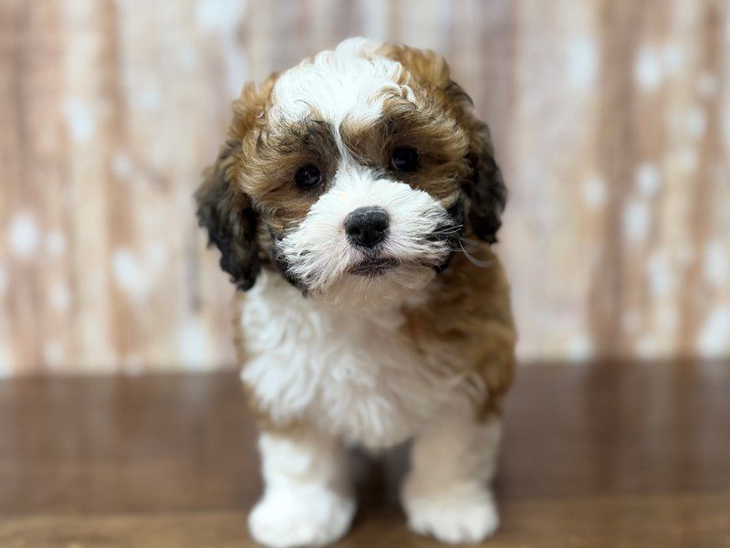 [#4316] Miley - Brown and white Female Teddy Bear (Shihchon) Puppies for Sale