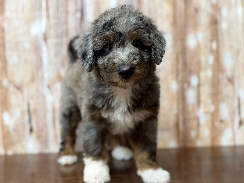 [#4325] Charlie - Blue merle Male F1BB Mini Bernedoodle Puppies for Sale