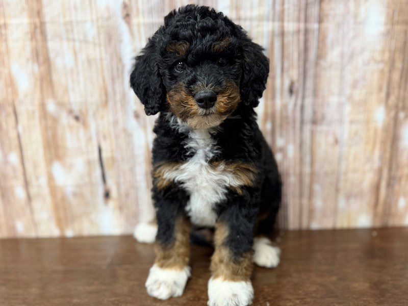 [#4322] Rover - Tri color Male F1BB Mini Bernedoodle Puppies for Sale