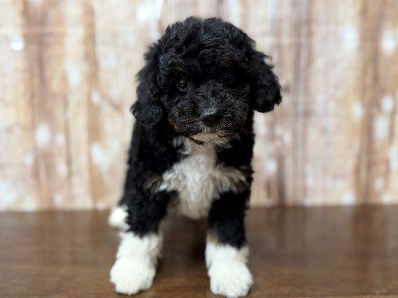 [#4323] Elana - Tri color Female F1BB Mini Bernedoodle Puppies for Sale