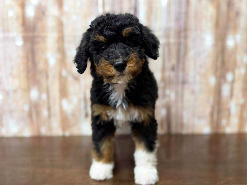 [#4324] Nina - Tri color Female F1BB Mini Bernedoodle Puppies for Sale