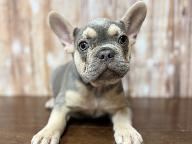 French Bulldog Dog Male Lilac and tan 4326