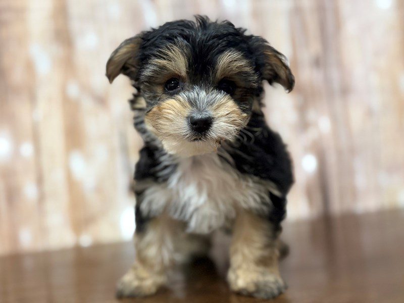 [#4344] Pip *Call for information* - Black and tan Male YorkieChon Puppies for Sale