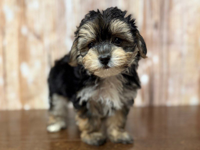 [#4348] Mia - Black and tan Female YorkieChon Puppies for Sale