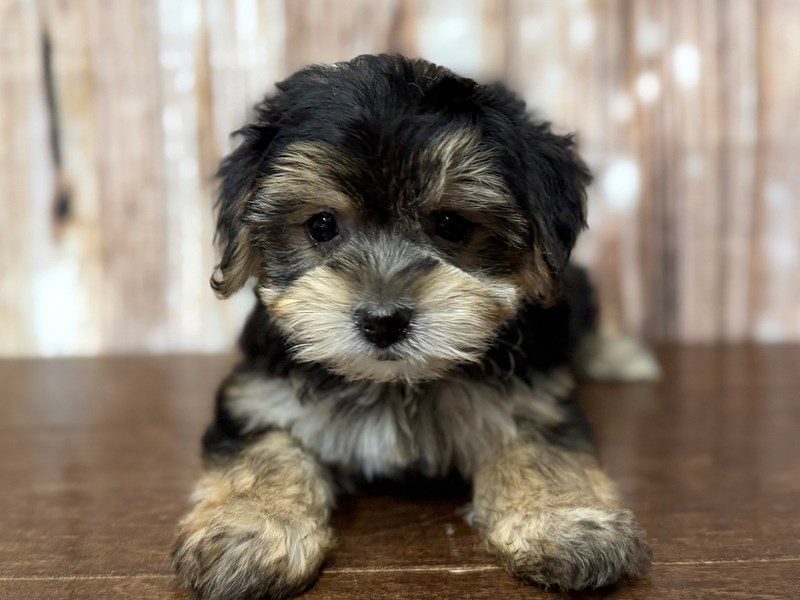 [#4347] Amaya - Black and tan Female YorkieChon Puppies for Sale