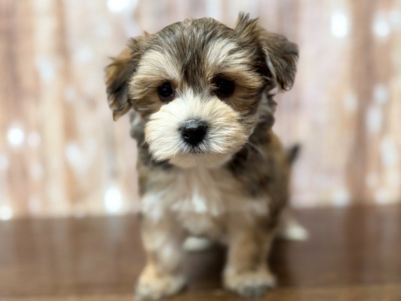 [#4346] Taylor - Brown Female YorkieChon Puppies for Sale