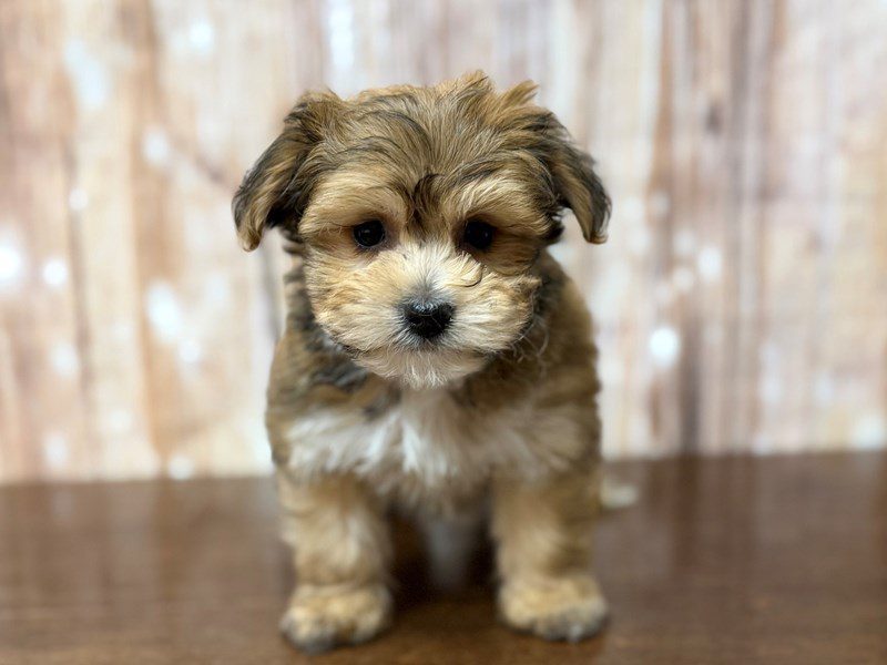 [#4342] Rascal - Brown Male YorkieChon Puppies for Sale