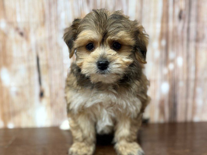 [#4343] Ollie - Brown Male YorkieChon Puppies for Sale