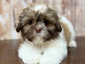 Shih Tzu puppy available now
