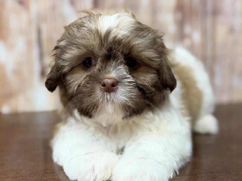 [#4350] Charles - Brown with white Male Shih Tzu Puppies for Sale