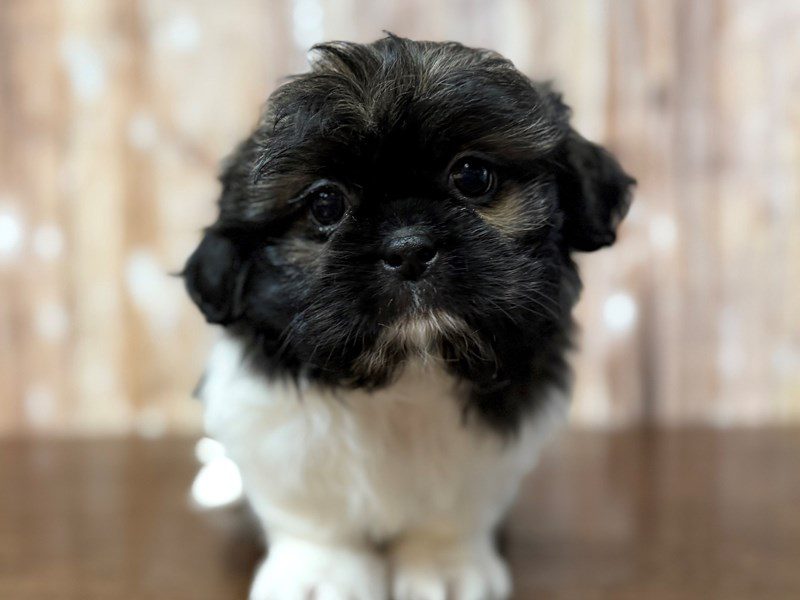 [#4351] Winston - Black and white with browm Male Shih Tzu Puppies for Sale