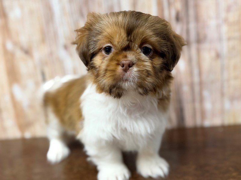 [#4349] Elle - Brown and white Female Shih Tzu Puppies for Sale
