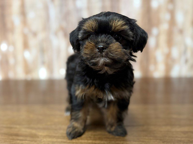 [#4329] Izzy - Black and tan Female Shorkie Puppies for Sale