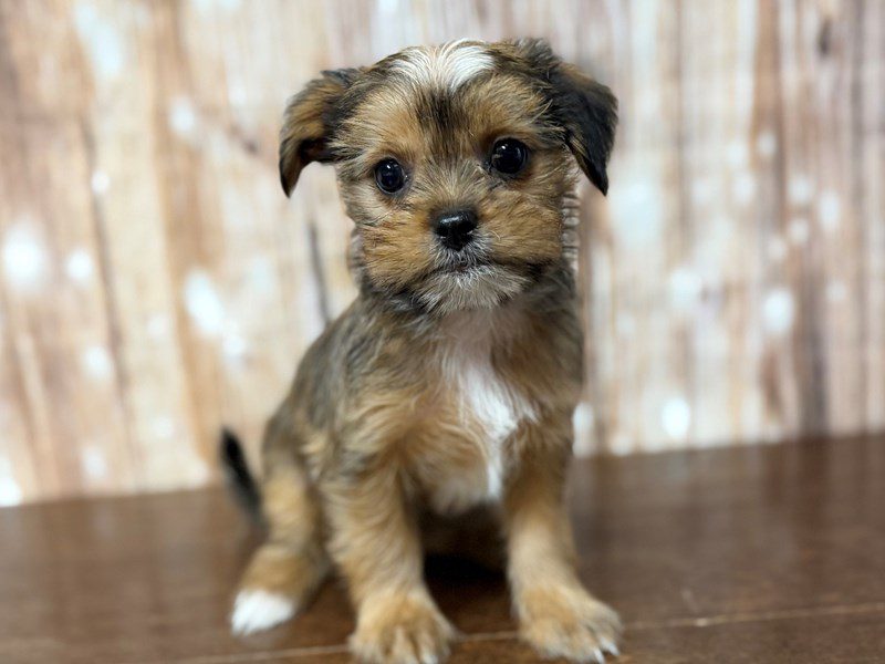[#4330] Jade - Brown with black and white Female Shorkie Puppies for Sale