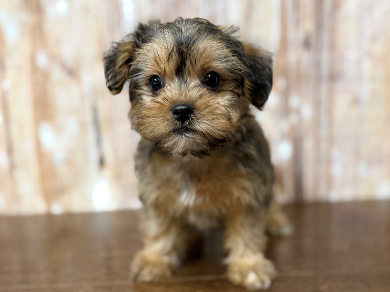 [#4331] Opal - Brown with black Female Shorkie Puppies for Sale