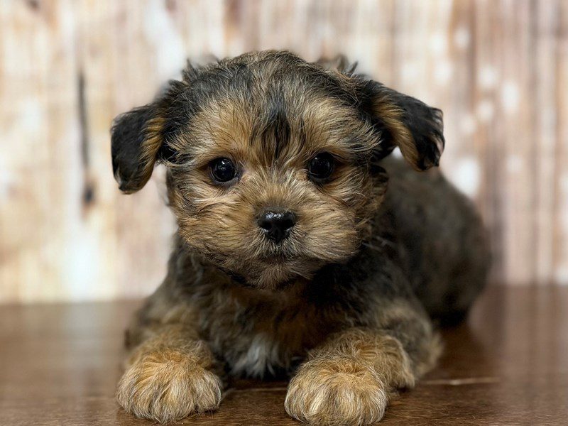 [#4328] Edmund - Brown with black Male Shorkie Puppies for Sale