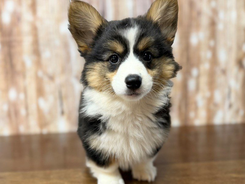 [#4338] Margaret - Tri color Female Pembroke Welsh Corgi Puppies for Sale