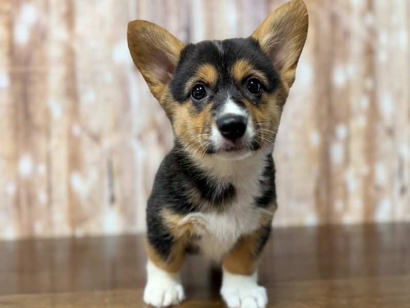 [#4339] Ariel - Tricolor Female Pembroke Welsh Corgi Puppies for Sale