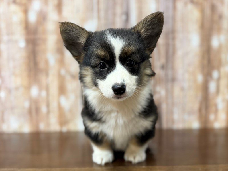 [#4340] Belle - Tricolor Female Pembroke Welsh Corgi Puppies for Sale