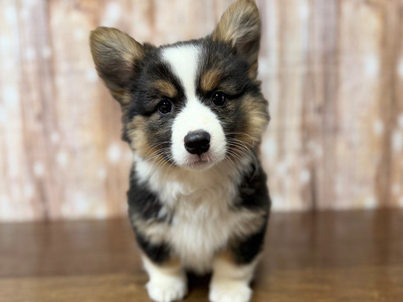 [#4341] Cindy - Tricolor Female Pembroke Welsh Corgi Puppies for Sale