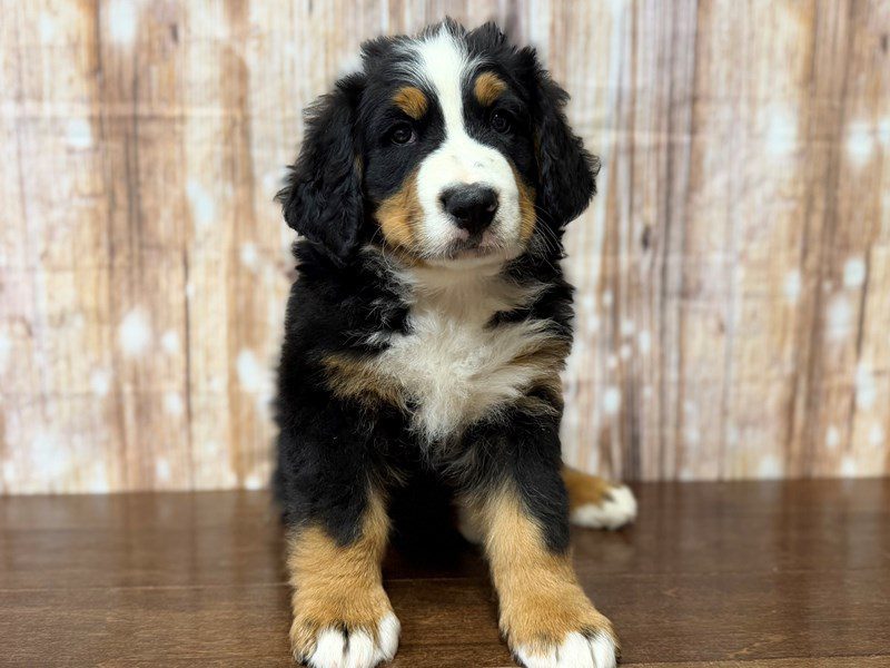[#4332] Chesty - Tricolor Male Bernese Mountain Dog Puppies for Sale