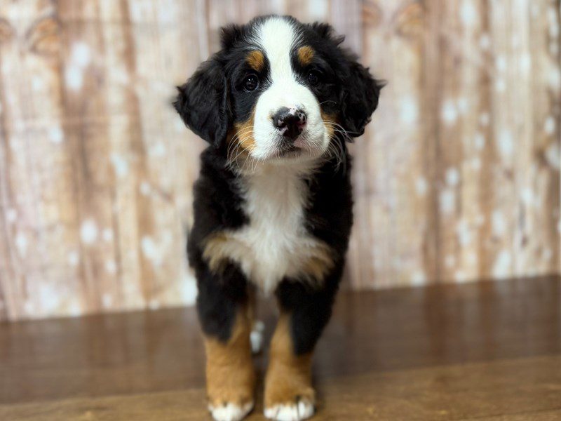[#4333] Chloe - Tricolor Female Bernese Mountain Dog Puppies for Sale