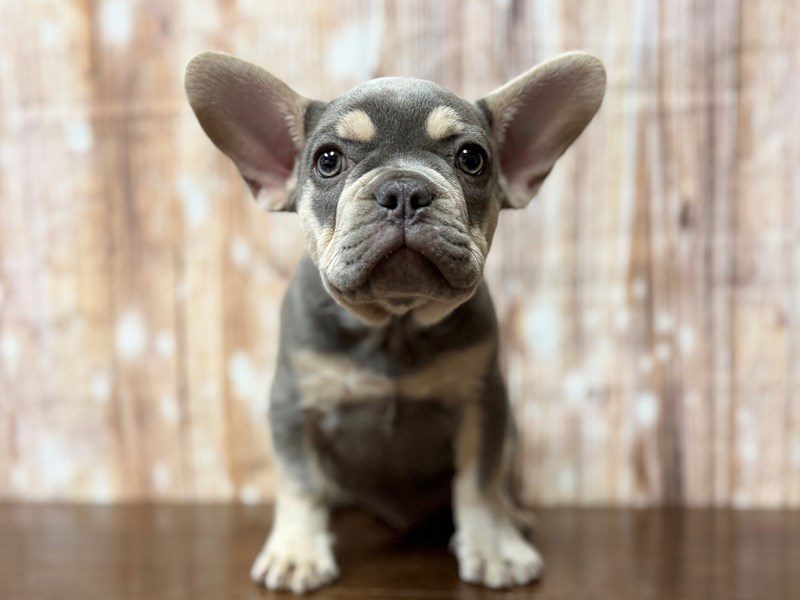 [#4327] Gideon - Lilac and tan Male French Bulldog Puppies for Sale