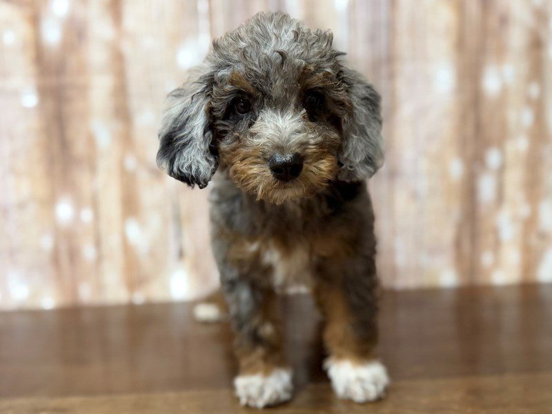 [#4335] Yazmine - Blue merle Female F1BB Mini Bernedoodle Puppies for Sale