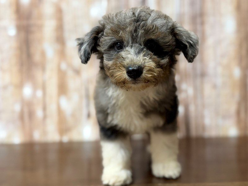 [#4336] Poppy - Blue merle Female F1BB Mini Bernedoodle Puppies for Sale