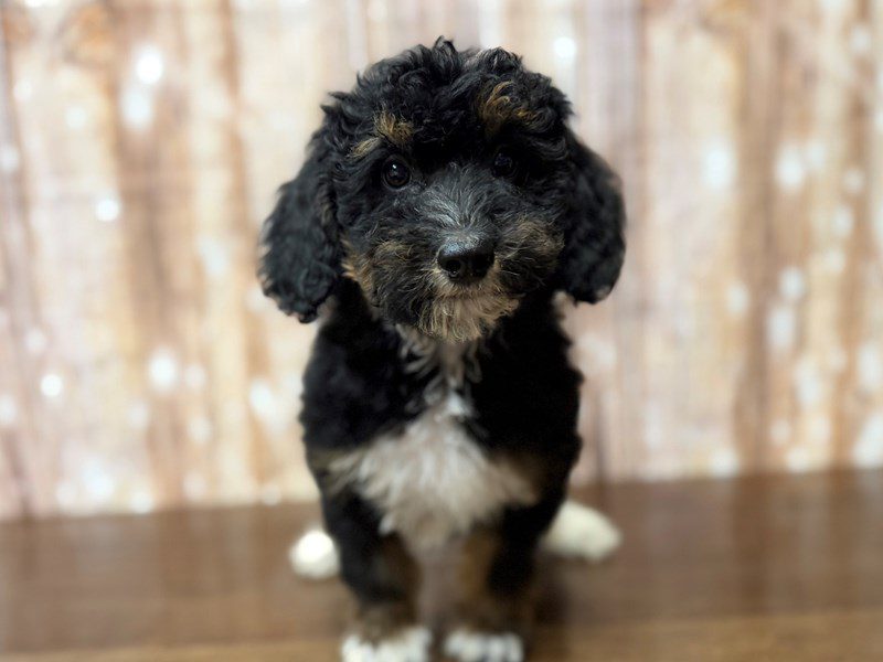 [#4337] Sasha - Tri color Female F1BB Mini Bernedoodle Puppies for Sale