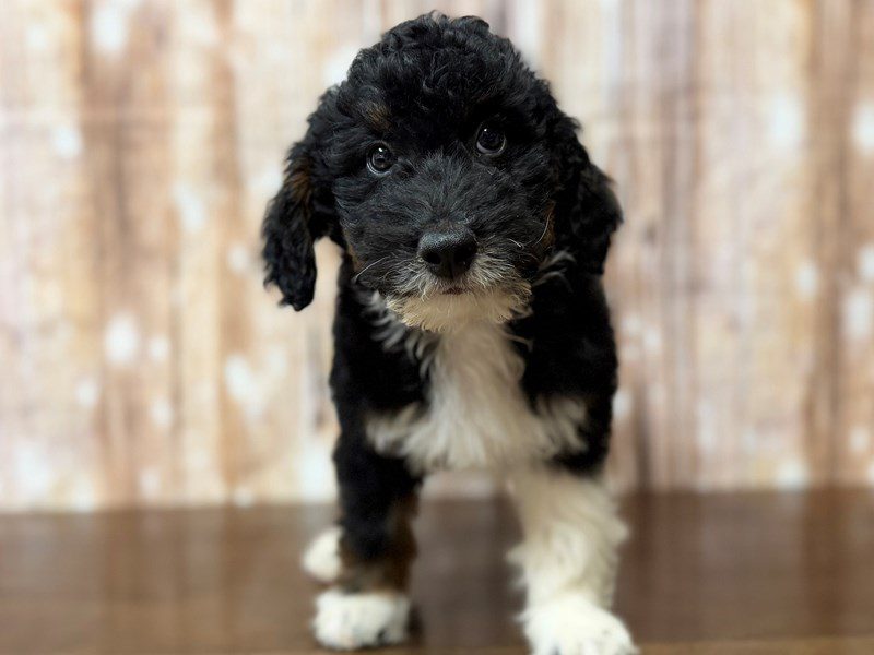 [#4334] Dylan - Tri color Male F1BB Mini Bernedoodle Puppies for Sale