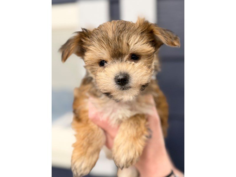 [#4345] Eloise *Call for information* - brown with black Female YorkieChon Puppies for Sale