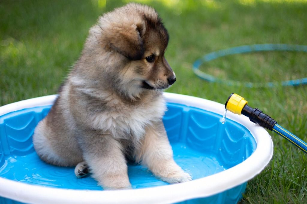 The Ultimate Summer Bucket List For Your Puppy