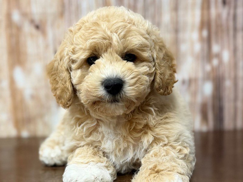 [#4353] Beck - Apricot Male Bichapoo Puppies for Sale