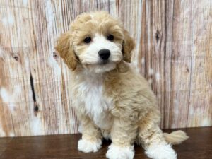 Bichapoo puppy available now