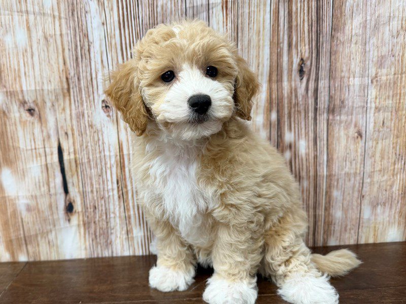 [#4354] Lillian - Apricot Female Bichapoo Puppies for Sale