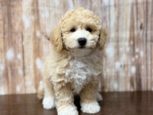 Bichapoo puppy available now