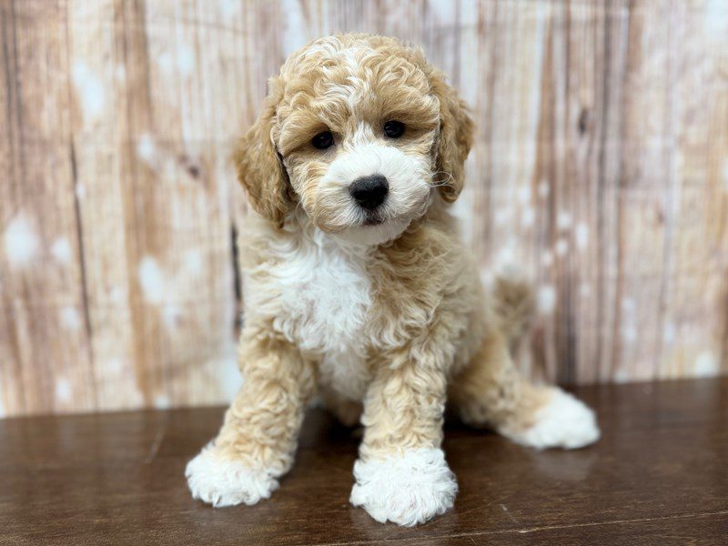 [#4352] Perry - Apricot Male Bichapoo Puppies for Sale