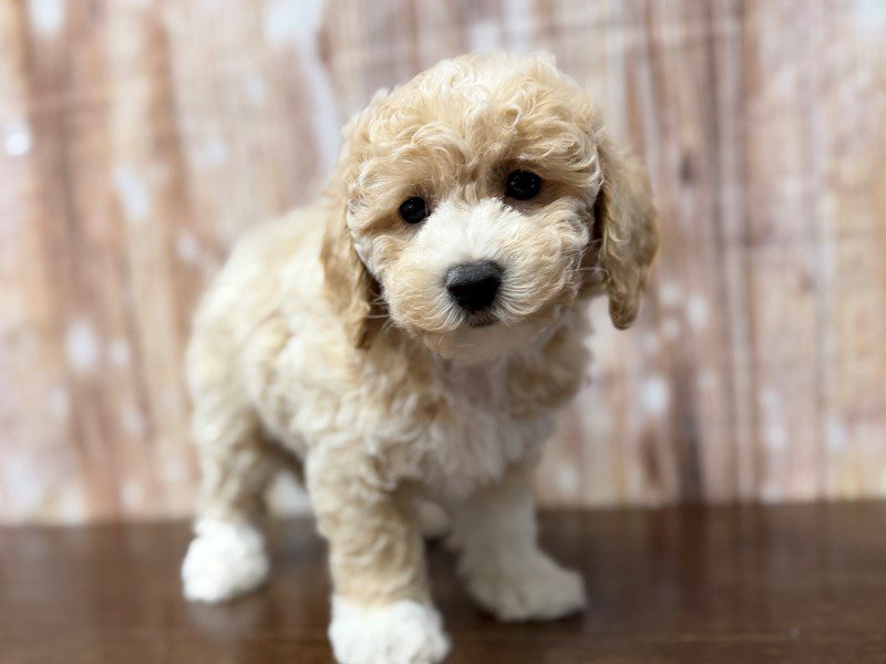 [#4355] Darcy - Apricot Female Bichapoo Puppies for Sale