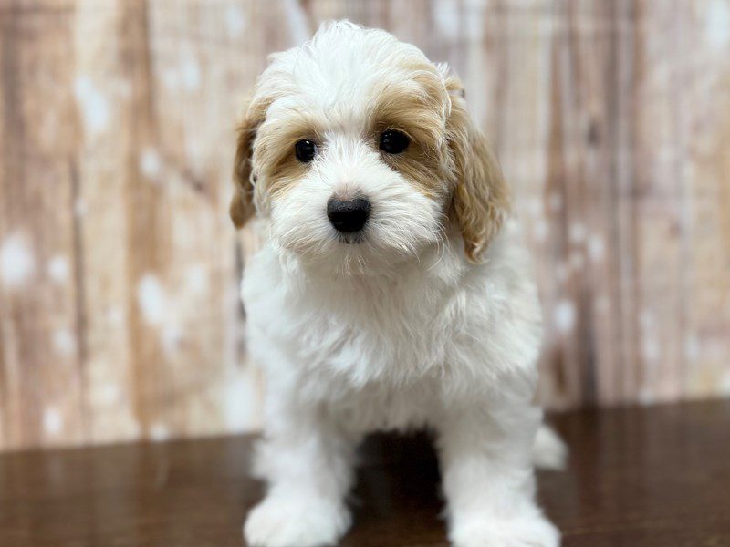 [#4363] Emmy - White and tan Female Maltipoo Puppies for Sale