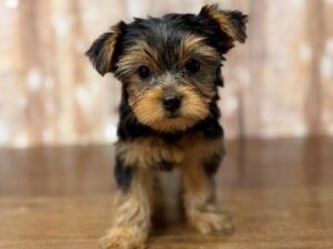 Yorkshire Terrier puppy available now
