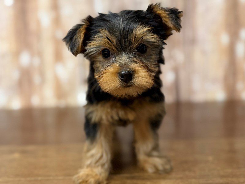 [#4366] Rosalie - Black and tan Female Yorkshire Terrier Puppies for Sale