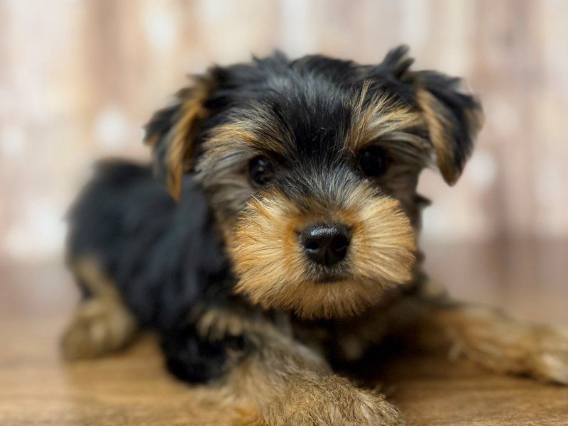[#4365] Booker - Black and tan Male Yorkshire Terrier Puppies for Sale