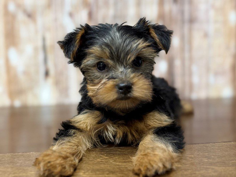 [#4368] Juliana - Black and tan Female Yorkshire Terrier Puppies for Sale