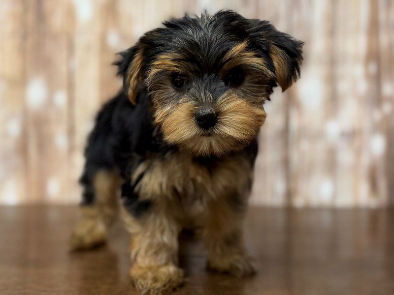 [#4367] Vivienne - Black and tan Female Yorkshire Terrier Puppies for Sale