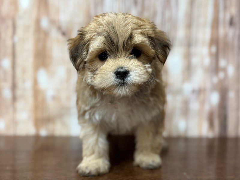 [#4359] Olivia - Brown Female Morkie Puppies for Sale